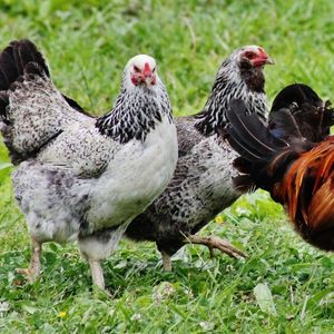 Livestocks