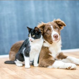 Pet Animals